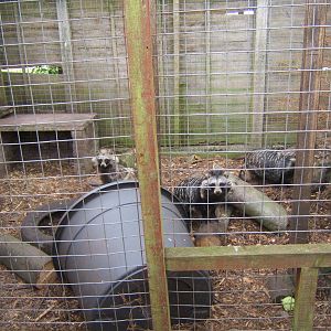 Raccoon Dogs in the old Raccoon enclosure