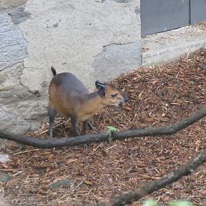 Red flanked Duiker