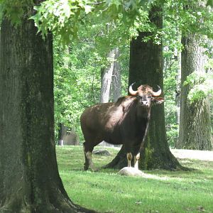 Gaur