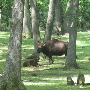 Gaur calf