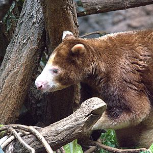 Matschies Tree Kangaroo