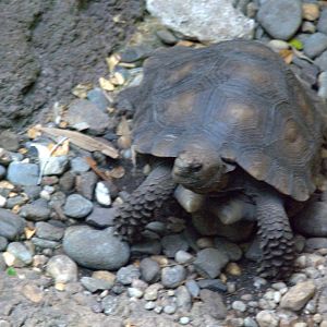 Asian Black Mountain Tortoise