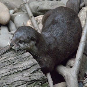 Asian Short Clawed Otter