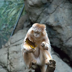 Javan Lutung