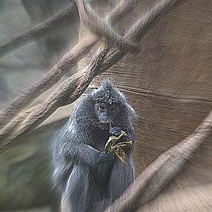 Silvered Leaf Monkey