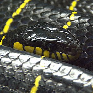 Mangrove Snake