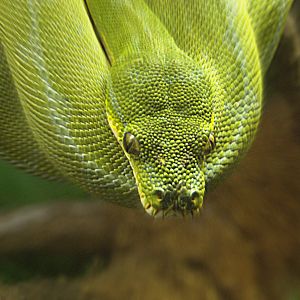 Green Tree Python