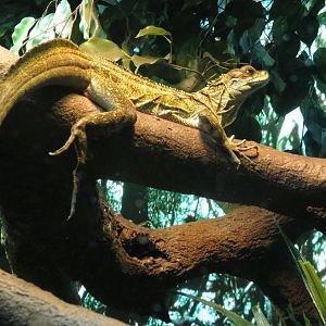 Indonesian Sailfin Lizard