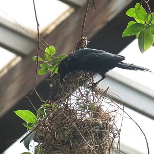 Metallic Starling building a nest