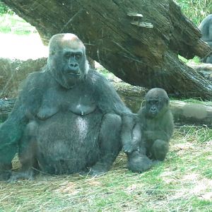 2 gorilla babies
