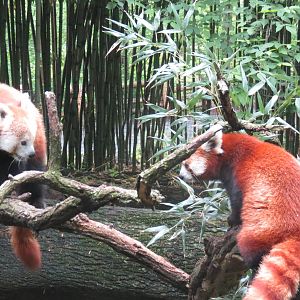 Red Panda
