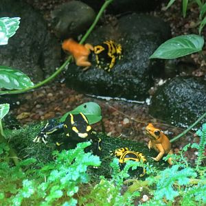 Various Poison Dart Frogs