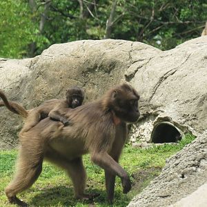 Gelada and Rock Hyrax