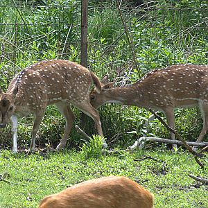 Chital
