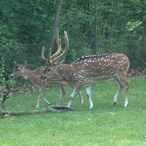 Chital