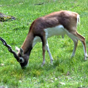 Blackbuck