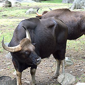 Gaur