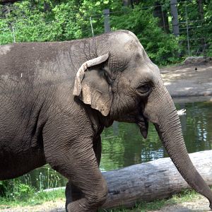 Indian elephant