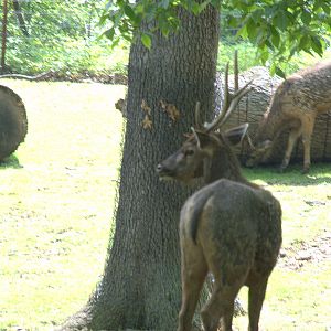 Barasingha