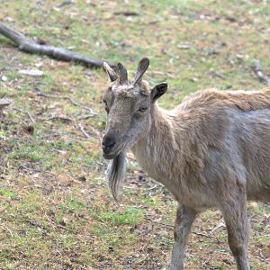 Markhor