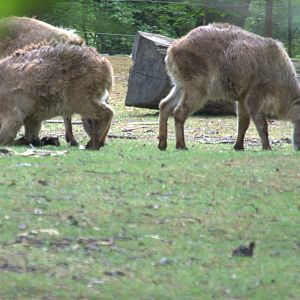 Himalayan Tahr