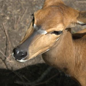 Lowland Nyala