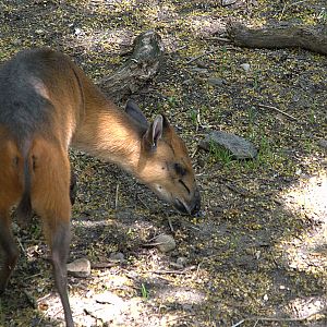 Red flanked duiker