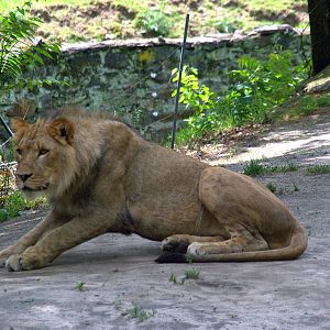 Transvaal lion