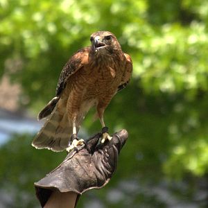 Red Shouldered Hawk