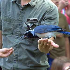 Black Troated Magpie Jay