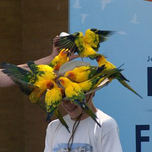 Sun conures attacking boy