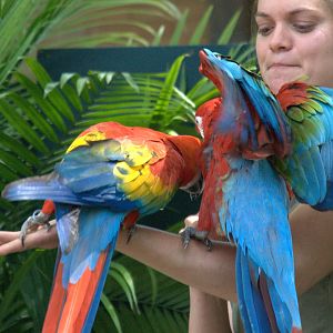Scarlet/Green winged Macaw