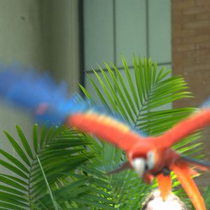 Scarlet Macaw