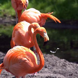 American Flamingo