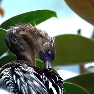 Anhinga
