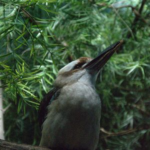 Laughing Kookabara