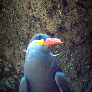 Inca Tern