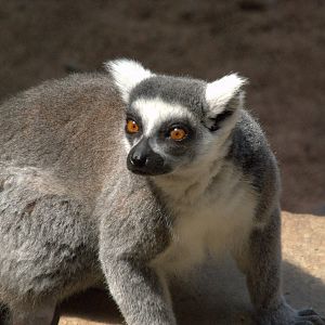 Ring tailed Lemur