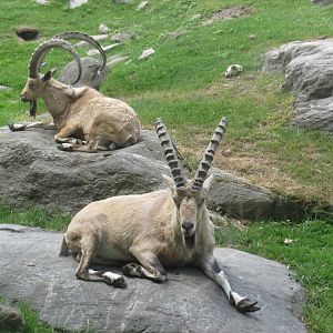 Nubian Ibex