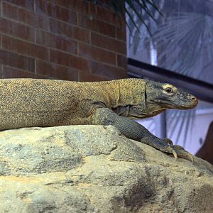 Komodo Dragon