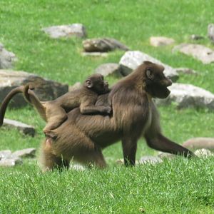 Gelada