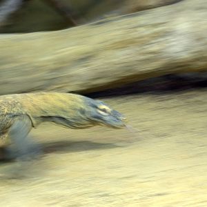 Komodo Dragon