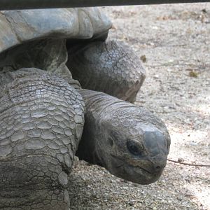 Aldabra Tortoise
