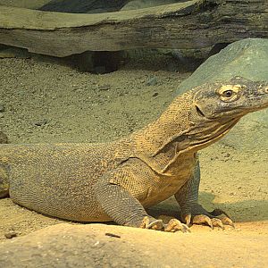 Komodo Dragon