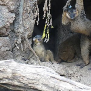 Brown Collared Lemur