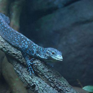 Blue Spotted Tree Monitor