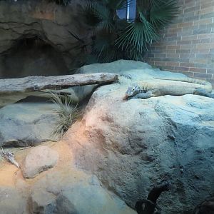 Indoor Komodo Dragon exhibit