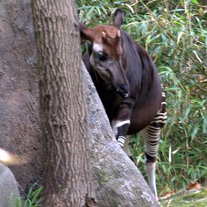 Okapi