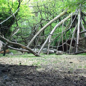 Red river hog/mandrill enclosure