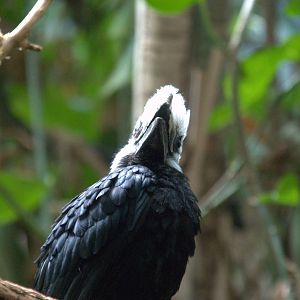 White crested Hornbill